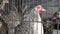 Group of Chicken in Metal Cage