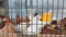 Group of chickens in cage in poultry farm. A flock of domestic chicken behind bars in village farm. Food and meat industry. Breedi