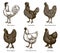 Group of chickens from different breeds