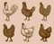 Group of chickens from different breeds isolated on a light orange-brown background