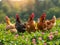 Group of chickens standing on a field. A group of chickens standing together in a beautiful field of flowers