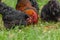 Group of Chickens standing on the grass