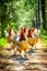 Group of chickens walking in the garden on a sunny summer day.