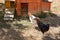 Group of chickens white and black hen in the garden in front of the wooden chicken coop