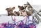 Group of Chihuahua puppies in a present box with streamers