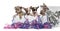 Group of Chihuahua puppies in a present box with streamers