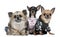 Group of Chihuahuas dressed up