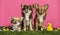 Group of Chihuahuas sitting in an easter scenery,