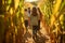 Group of children exploring corn maze in the fall day. Friends playing in corn maze. Kids on pathway in corn field. Popular