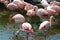 Group Chilean flamingo