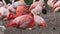 Group of Chilean Flamingos