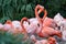 Group of Chilean Flamingos