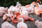 Group of Chilean Flamingos