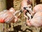 Group of Chilean flamingos