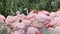 Group of chilean flamingos phoenicopterus chilensis