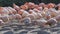 Group of Chilean Flamingos Phoenicopterus chilensis