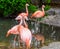 Group of chilean flamingos together, tropical birds from America