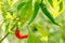 Group chili pepper green grow on branches of a bush couple in the foreground on a background of smaller pods background