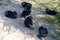 A group of Chimpanzee in the conservancy