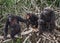 Group chimpanzee sitting on mangrove branches. Republic of the Congo. Conkouati-Douli Reserve.