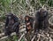 Group chimpanzee sitting on mangrove branches. Republic of the Congo. Conkouati-Douli Reserve.