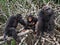 Group chimpanzee sitting on mangrove branches. Republic of the Congo. Conkouati-Douli Reserve.