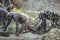 Group of chimpanzees monkeys looking at the camera, walking on a tree trunk