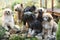 Group of Chinese Crested Dog in the garden