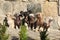 Group of Chinese Crested Dog in the garden