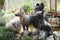 Group of Chinese Crested Dog in the garden