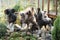 Group of Chinese Crested Dog in the garden