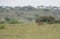 Group of Chinkara feeding in grassland at Supe