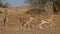 A group of Chinkara playing in forest