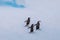 Group of chinstrap penguins on iceberg in Antarctica, white frozen landscape, wildlife preservation, Antarctic peninsula