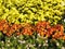 group of chrysanthemum flowers