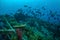 Group of chubs fishes Kyphosus cinerascens swim above coral reefs in Gili, Lombok, Nusa Tenggara Barat, Indonesia underwater photo