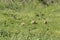 A Group of Chukar Partridges in a Meadow