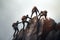 Group of climbers climbing on top of a mountain in the fog. Climbers helping another climber to climb up, Rear View, No visible