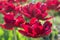 Group and close up of dark red vinous double beautiful tulips growing in garden