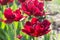 Group and close up of dark red vinous double beautiful tulips growing in garden