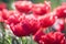 Group and close up of red double beautiful tulips growing in garden