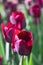 Group and close up of vinous purple single beautiful tulips growing in garden