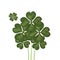 Group of clovers