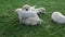 Group of clumsy labrador retriever puppies in the grass