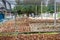 Group of Coconut Perfume is cutting head Arrange, Sort orderly preparations for such varieties for planting coconut trees