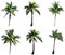 Group of coconut tree isolated on the white background. The collection of coconut trees.perfume