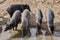 Group of collared peccary