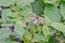 A group of Colorado beetles sits on top of the tops of a potato Bush with still unopened buds. Background