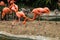 Group of colorful adult flamingos and 2 young flamingos standing next to a pond, some are grooming themselves