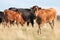 A group of colorful beef cattle on a summery coastal meadow